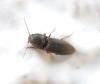 Agriotes obscurus